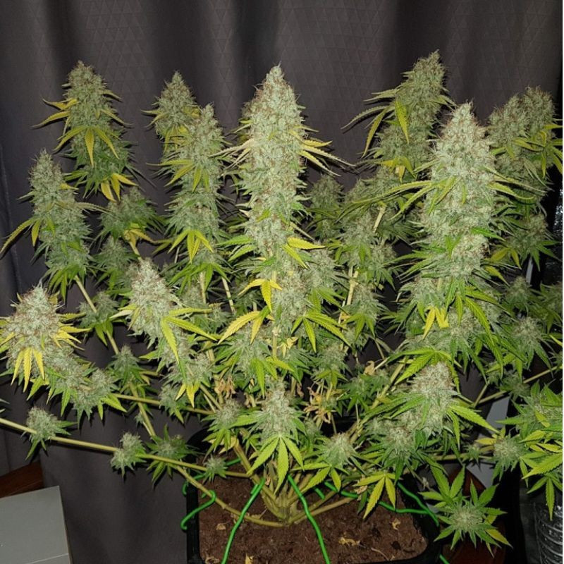 nasiona marihuany Caramel King CBD odmiana konopi