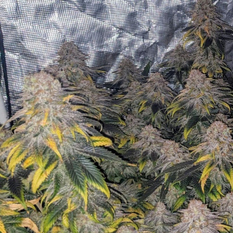 nasiona marihuany Great White Shark CBD odmiana konopi