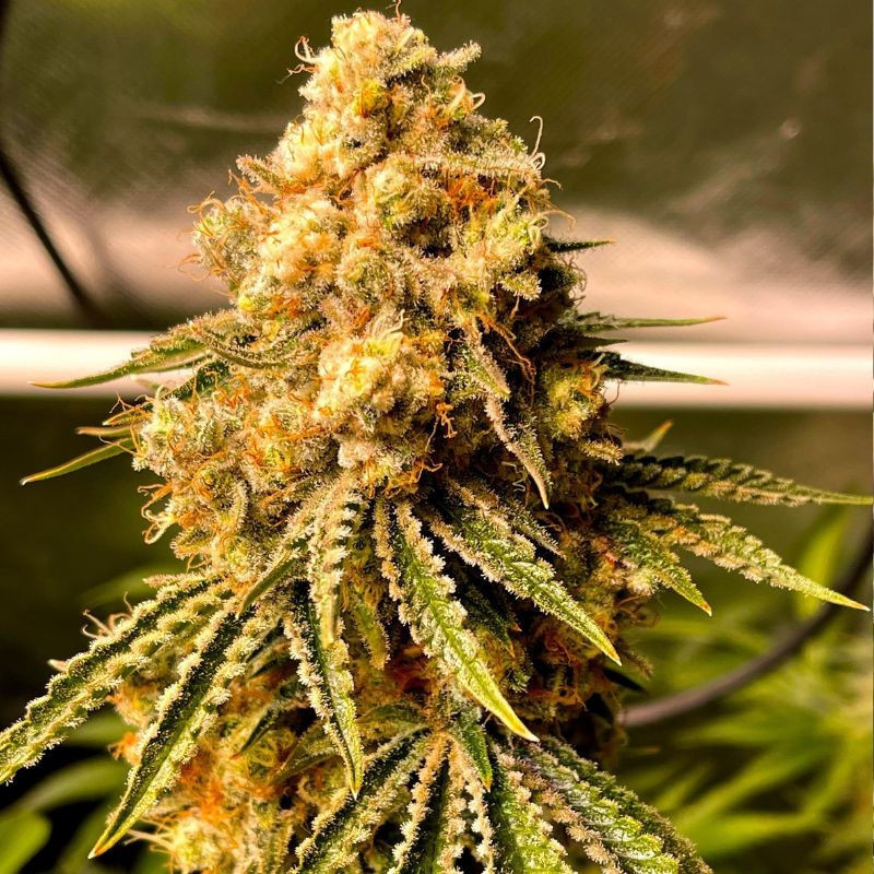 odmiana marihuany Mimosa Auto nasiona konopi automatyczne