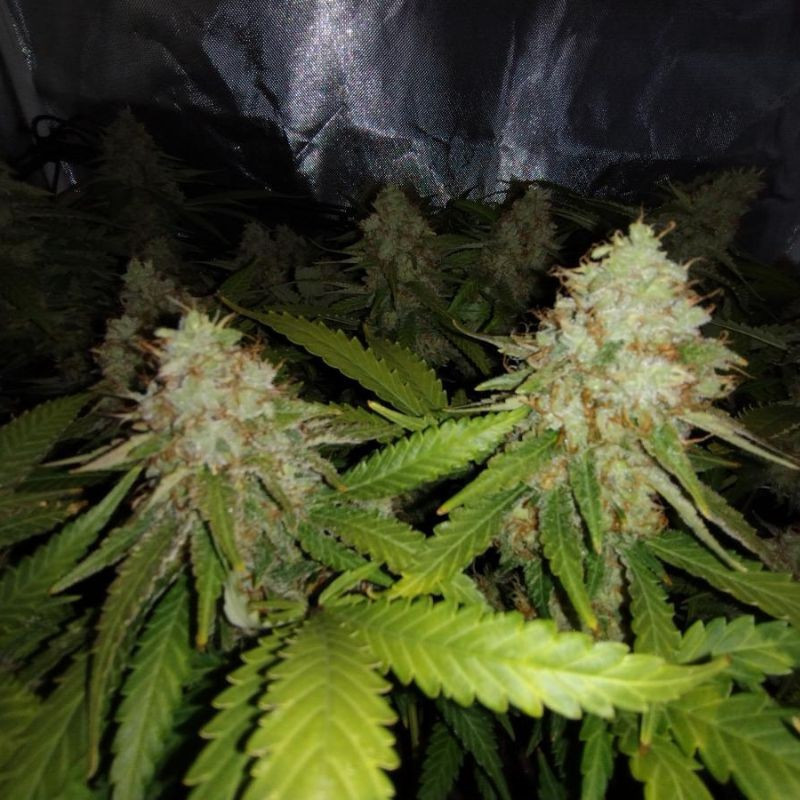 odmiana marihuany White Widow Auto nasiona konopi automatyczne