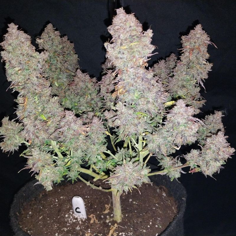 odmiana marihuany Bruce Banner Auto nasiona konopi automatyczne