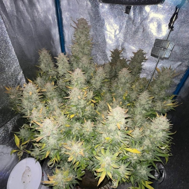 odmiana marihuany Tropicana Cookies nasiona konopi