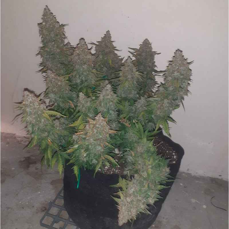 odmiana marihuany Somango nasiona konopi