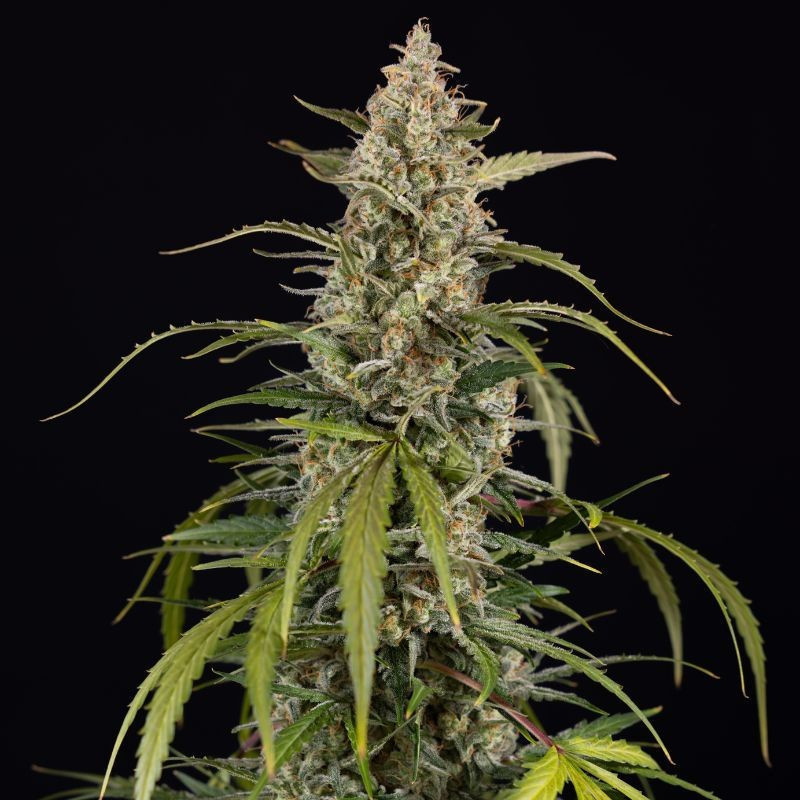 odmiana marihuany Exotic Haze nasiona konopi