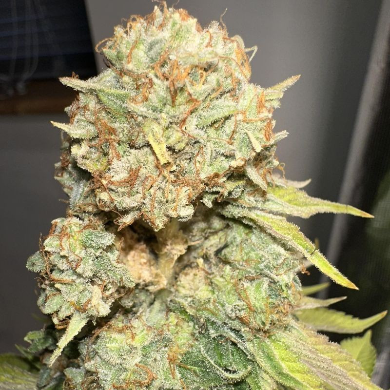 odmiana marihuany Sour Diesel nasiona konopi