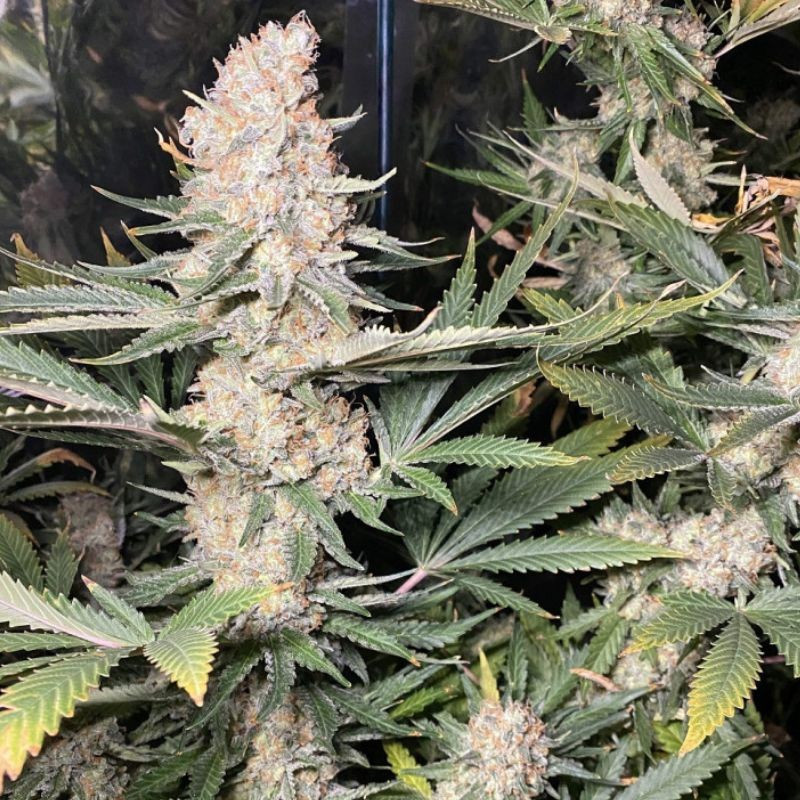 odmiana marihuany Super Skunk nasiona konopi