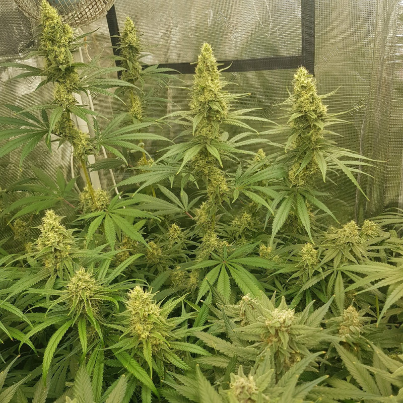 odmiana marihuany Sherbet nasiona konopi