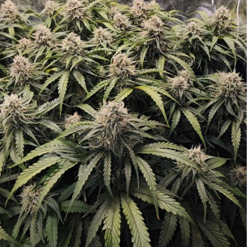 odmiana marihuany Runtz nasiona konopi