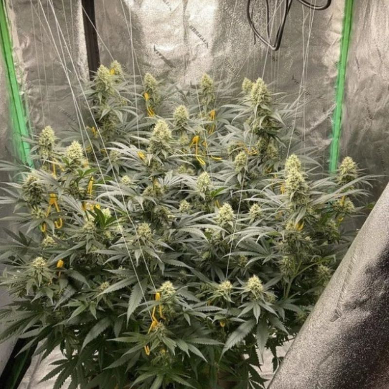 odmiana marihuany LSD nasiona konopi