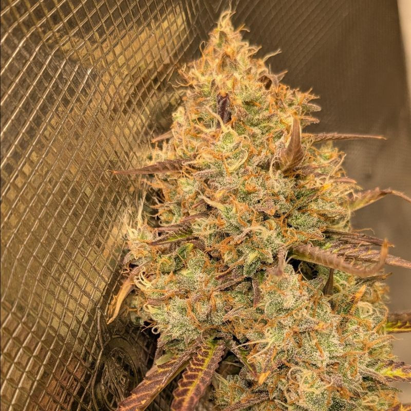 odmiana marihuany Orange Bud nasiona konopi