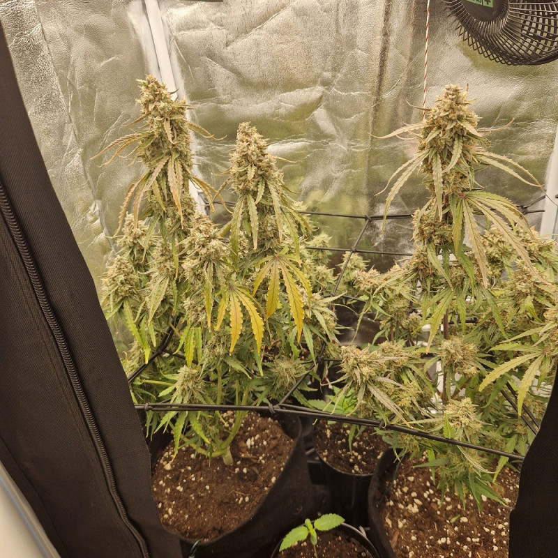 odmiana marihuany NYC Diesel nasiona konopi