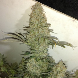 odmiana marihuany Critical nasiona konopi