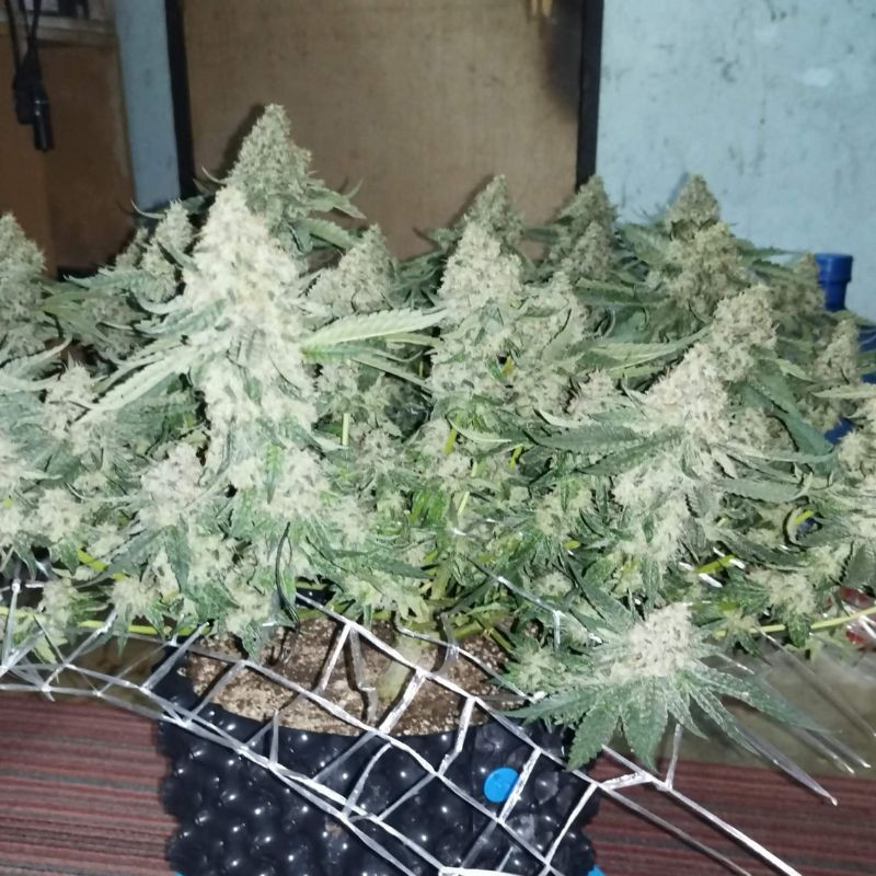 odmiana marihuany Coffee Ryder nasiona konopi