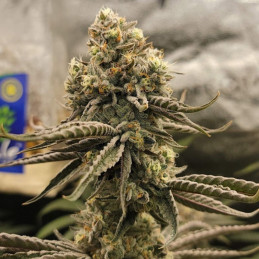 odmiana marihuany Bruce Banner nasiona konopi