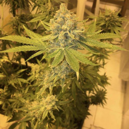odmiana marihuany AK 47 nasiona konopi