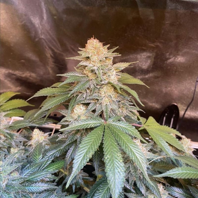 odmiana marihuany White Russian nasiona konopi
