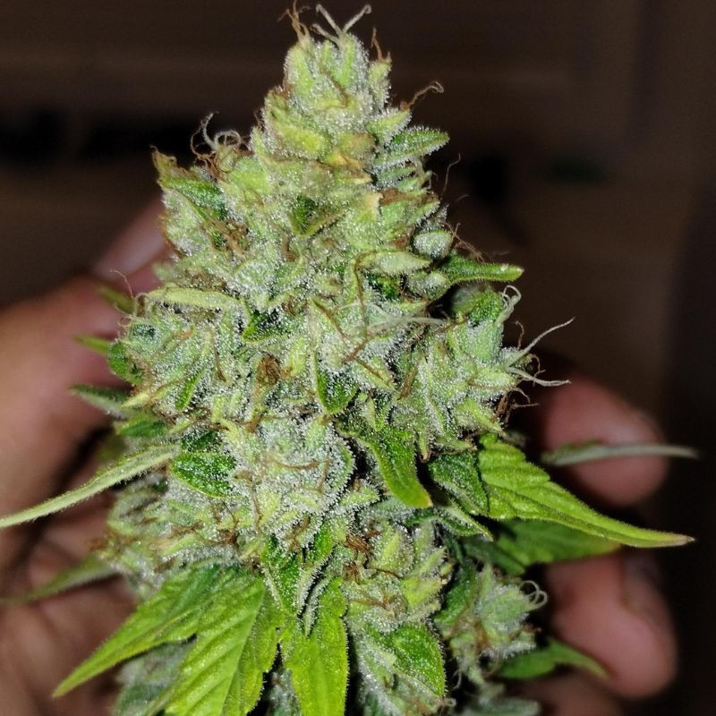 odmiana marihuany Lemon Skunk nasiona konopi