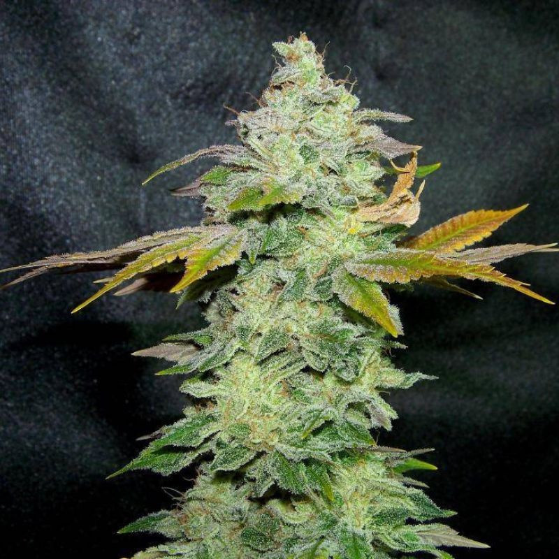 odmiana marihuany Lavender nasiona konopi