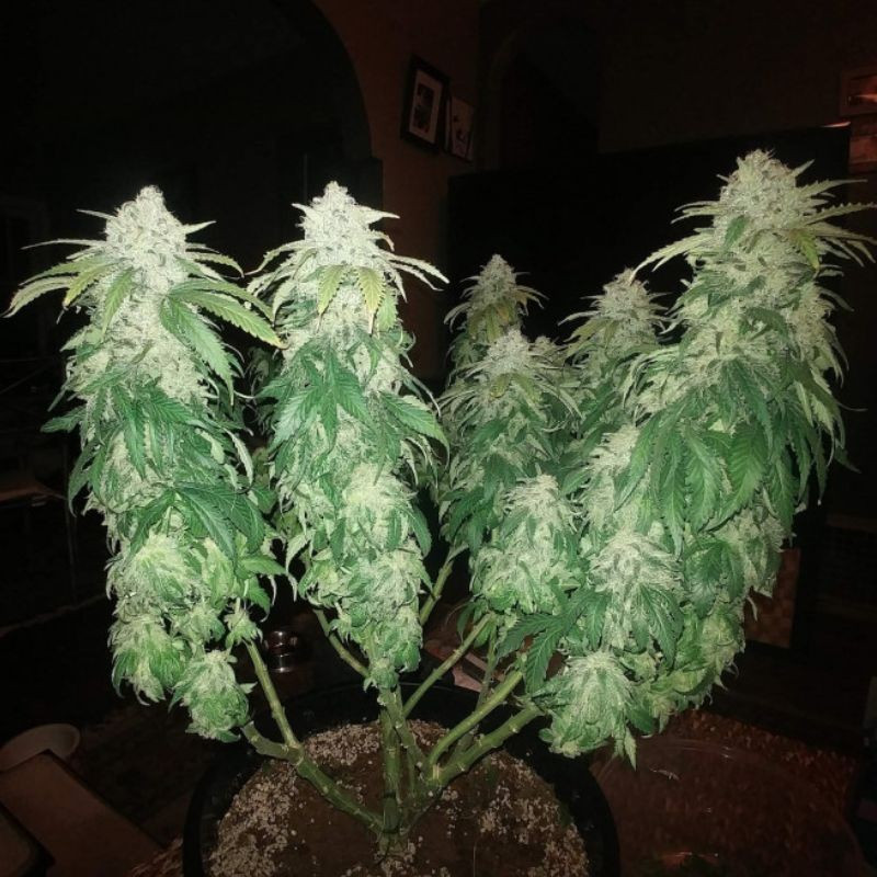 odmiana marihuany Jack Herer nasiona konopi