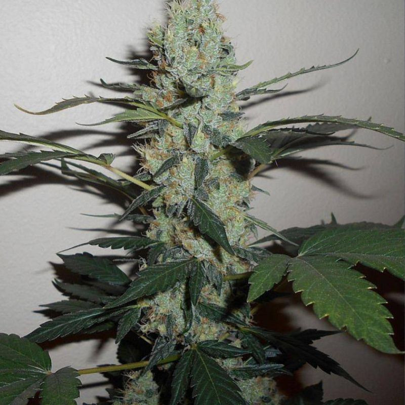 odmiana marihuany Green Crack nasiona konopi