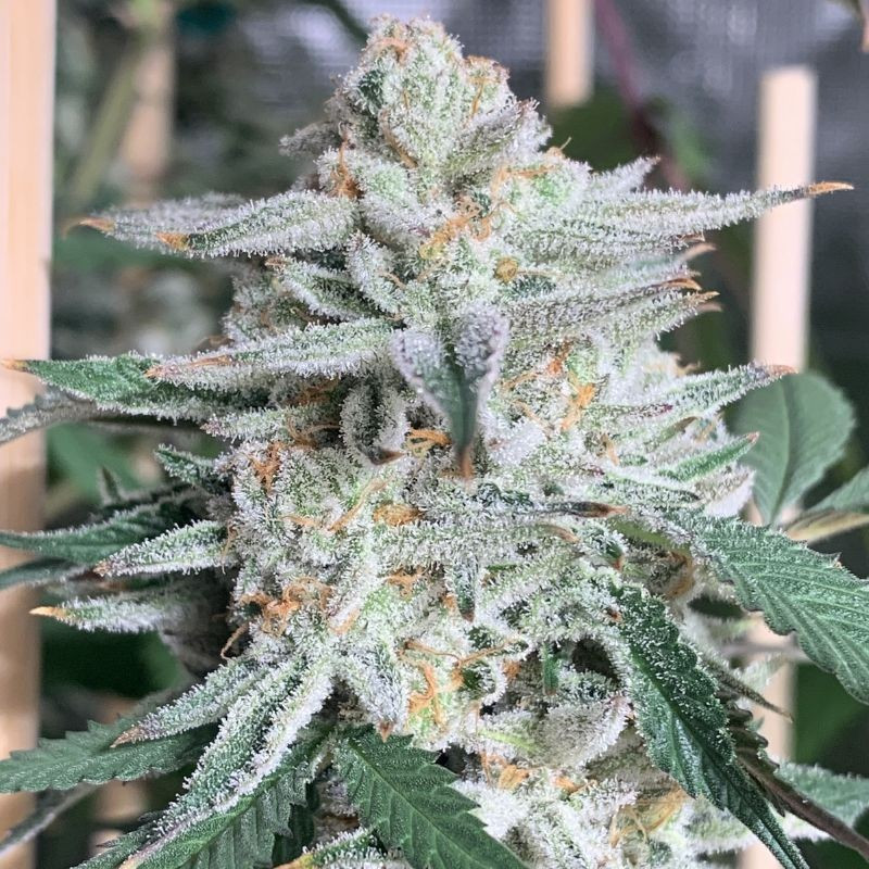odmiana marihuany Girl Scout Cookies nasiona konopi