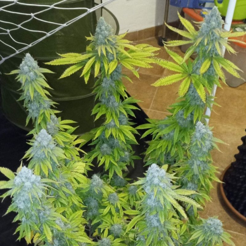 odmiana marihuany Crystal Candy nasiona konopi