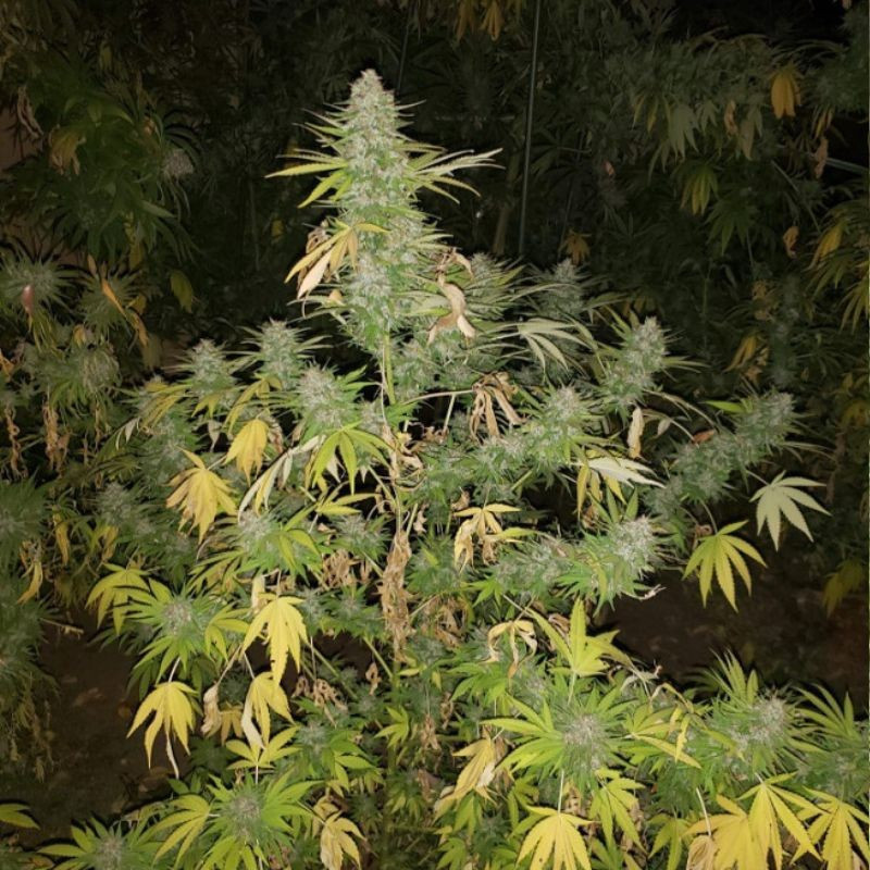 odmiana marihuany Grapefruit nasiona konopi