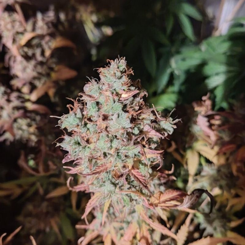 Medyczna odmiana marihuany King Kush CBD nasiona