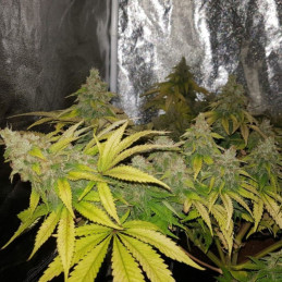 odmiana marihuany OG Kush nasiona konopi