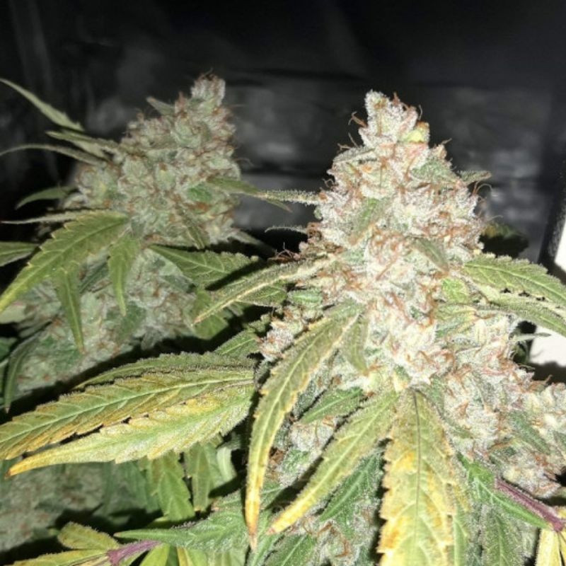 odmiana marihuany Afghan Kush nasiona konopi