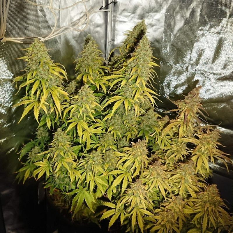 odmiana marihuany Durban Poison nasiona konopi