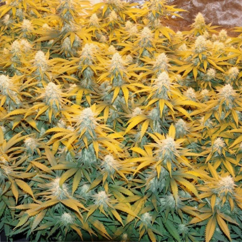 odmiana marihuany Great White Shark nasiona konopi