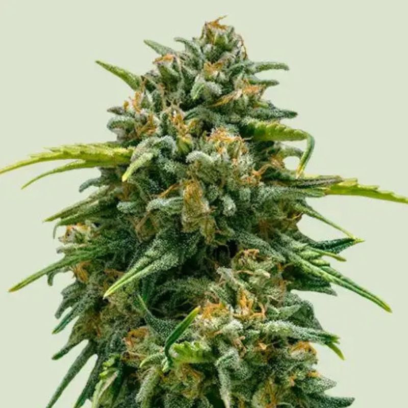 nasiona marihuany Sweet Skunk Auto opis odmiany