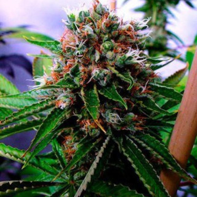 nasiona marihuany Big Devil XL Auto