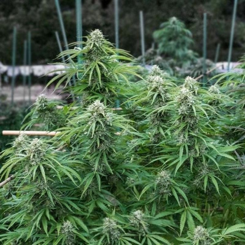 nasiona marihuany Early Skunk