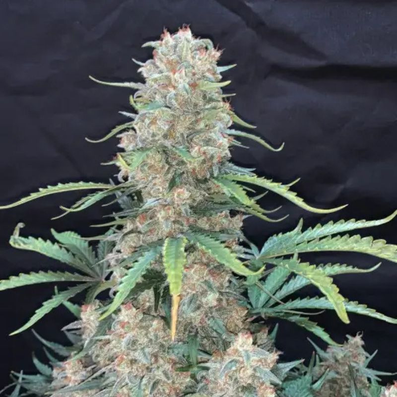 nasiona marihuany Afghan Kush Auto