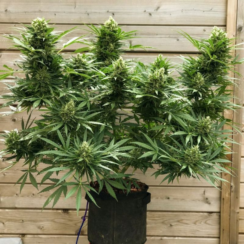 nasiona marihuany Amnesia XXL Autoflowering