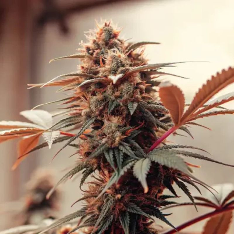 nasiona marihuany Critical Mass CBD