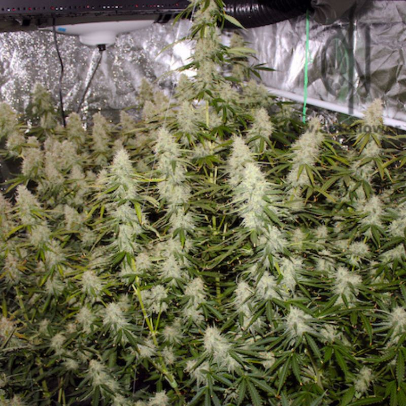 nasiona marihuany CBD Skunk Haze