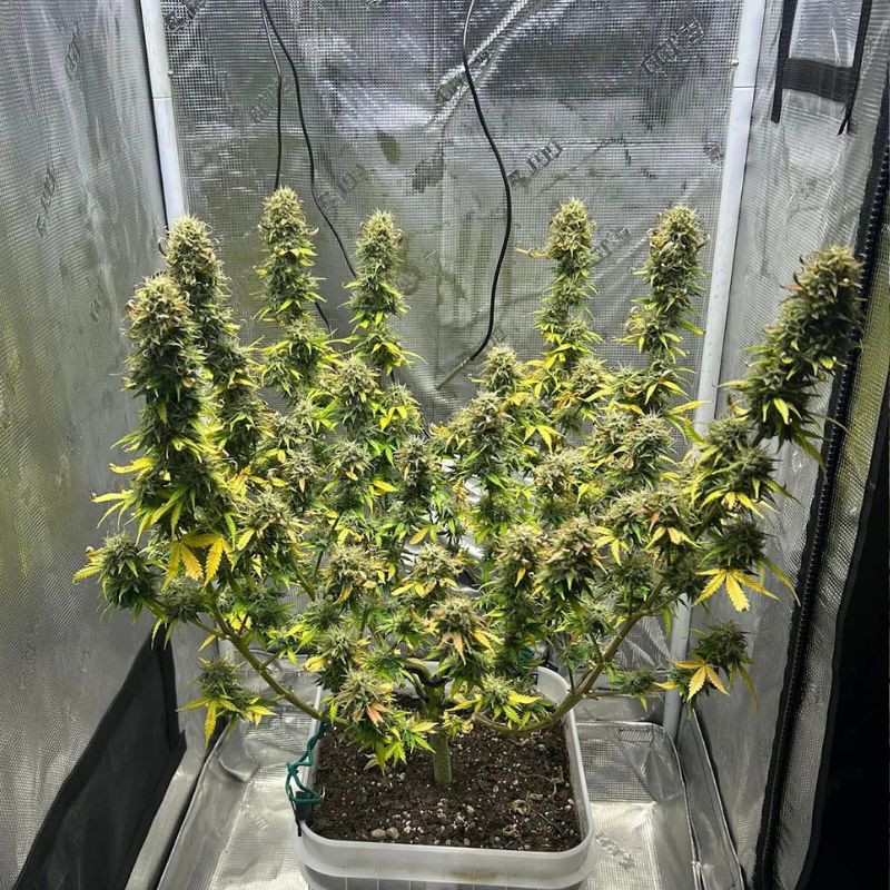 nasiona marihuany Amnesia CBD