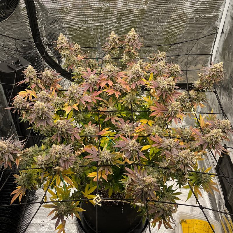 nasiona marihuany Skywalker Kush