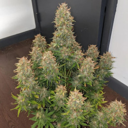 nasiona marihuany Early Skunk Auto