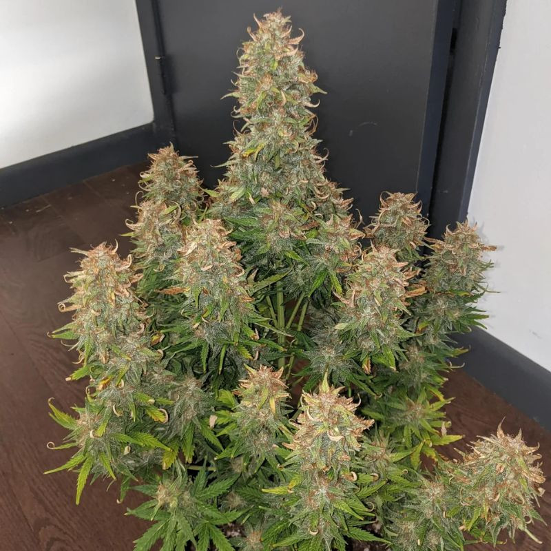 nasiona marihuany Early Skunk Auto