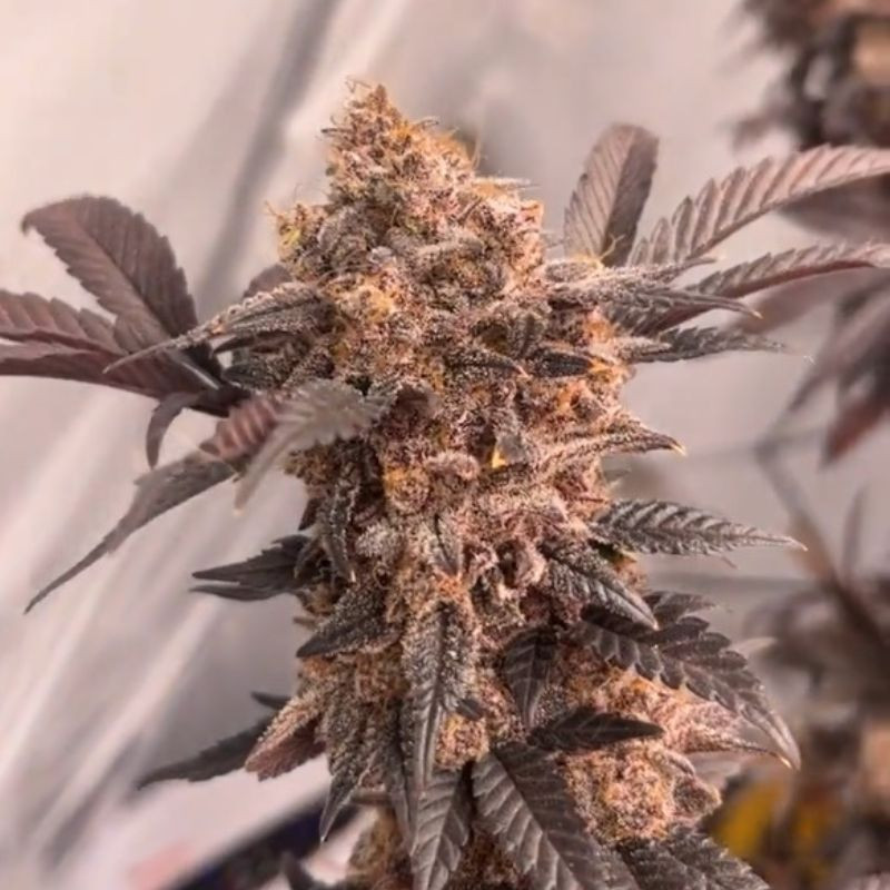 nasiona marihuany Blue Sunset Sherbert