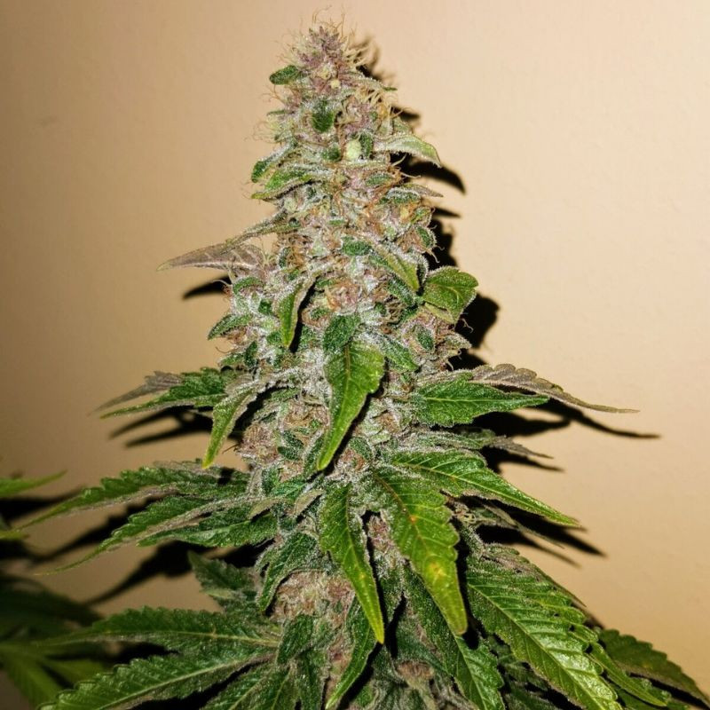 nasiona marihuany Pink Kush