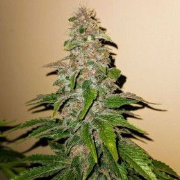 nasiona marihuany Pink Kush