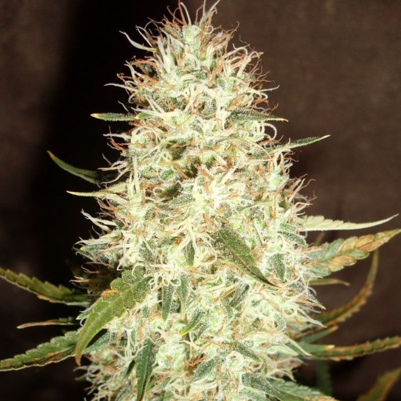 nasiona marihuany Pineapple Chunk