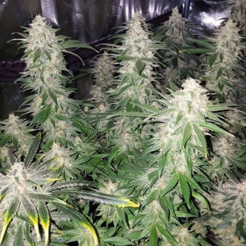 nasiona marihuany Mataro Blue