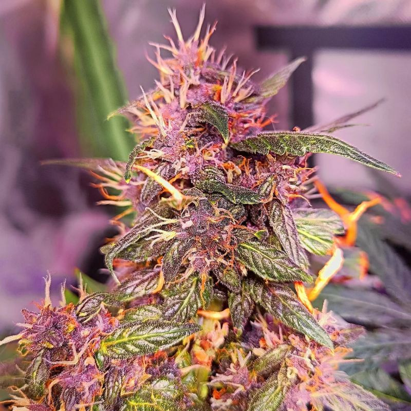 nasiona marihuany Red Pure Auto CBD
