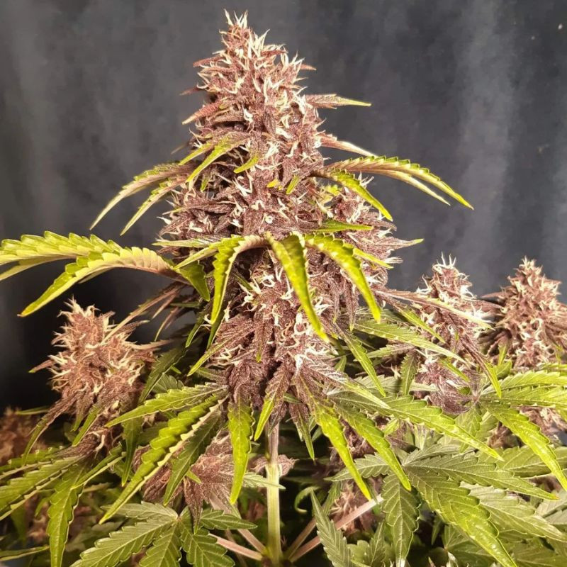 nasiona marihuany Sweet Pure Auto CBD